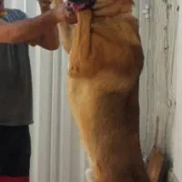 سراب اصیل|سگ|پاکدشت, پارچین|دیوار