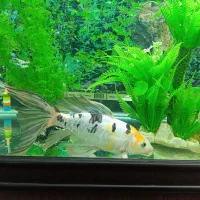 فروش ۲ عدد ماهی کوی و ۱ عدد کت