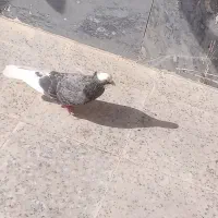 کبوتر قندی|پرنده|خورموج, |دیوار