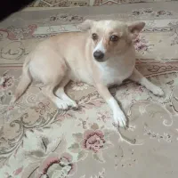 واگذاری سگ پاپی