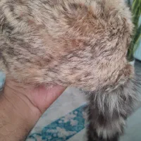 کلاه پ و س ت ی  کانادای