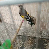 سهره نر مست|پرنده|شیروان (خراسان), |دیوار