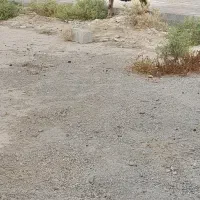 گوسفند