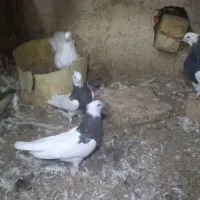 طوقی|پرنده|جرقویه, |دیوار