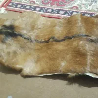 یک عدد پوست بز