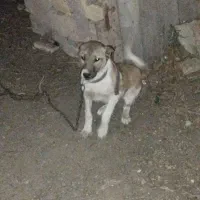 توله ۴ ماهه