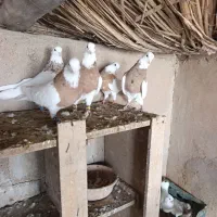 طوقی کبوتر
