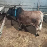 فروش گاو محلی آبستن