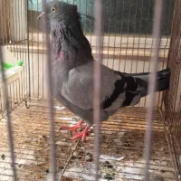 کفتر ماده سبز خطی|پرنده|قم, دروازه چوبی|دیوار