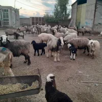 ۶۵راس شیشک و میش دورگ بختیاری بره دار