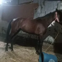 اسب ماده