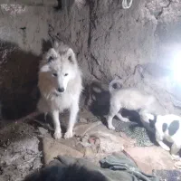 سگ ساموئید همراه ۳ توله تکی ویکجا فوری فروشی