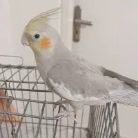 عروس هلندی یک جفت و دو تا جوجه هفت ماهه|پرنده|تهران, درکه|دیوار