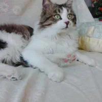 گربه نر عقیم شده ۱۴ ساله