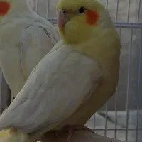 عروس هلندی|پرنده|پاوه, |دیوار