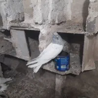 یک جفت فلی باش بیس شگیل قطعلی|پرنده|اهر, |دیوار