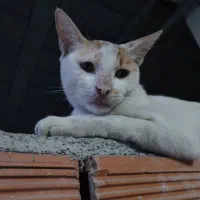 واگذاری گربه