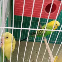 مرغ عشق