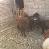 کود گوسفند