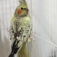 عروس هلندی نر و ماده