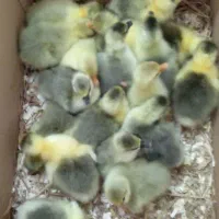 فروش‌جوجه‌غاز‌سالم‌سرحال|حیوانات مزرعه|گلوگاه بابل (گلیا), |دیوار