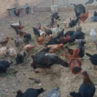 استهبان نیریز دونه ای ۳۵۰ هزار تومان