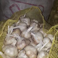 فروش سبزیجات سیر خشک