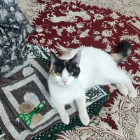 گمشده 5 میلیون مژدگانی