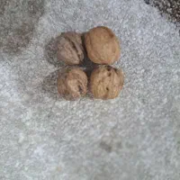 بادام درختی و گردو امسالی قوچان|خوردنی و آشامیدنی|مشهد, شهید قربانی|دیوار