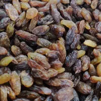 کشمش آفتابی امسالی|خوردنی و آشامیدنی|کاشمر, |دیوار