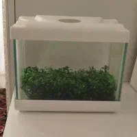 آکواریوم کوچک تمیز و سالم