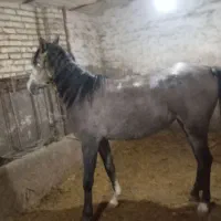 اسب ماده|اسب و تجهیزات اسب‌سواری|ارومیه, |دیوار