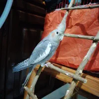 یک عدد عروس هلندی سالم و سرحال|پرنده|قائمشهر, |دیوار