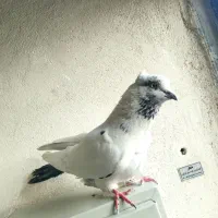 کفتر پرشی|پرنده|تهران, بهمن یار|دیوار