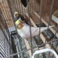 عروس هلندی نرو ماده جفت