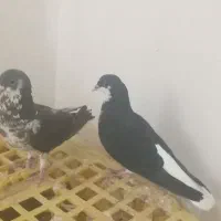 جفت کبوتر خوشرنگ