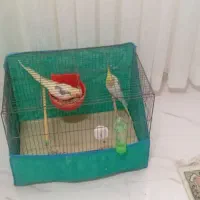 عروس هلندی|پرنده|رشت, کوی امام رضا|دیوار