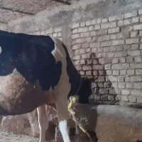 گاوباگوساله|حیوانات مزرعه|ازنا, |دیوار