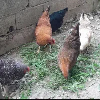 نون خشک برا حیوانات مزرعه