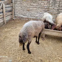 یک راس شیشک جنس اصل|حیوانات مزرعه|گمیشان, |دیوار