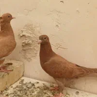 سرخ وزرد کاکل کرمونی|پرنده|تربت‌حیدریه, حسنی بالا|دیوار