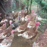 فروش بوقلمو جوان محلی|حیوانات مزرعه|رودسر, |دیوار