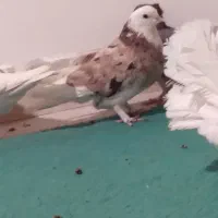 کفترتزیینی وپرشی|پرنده|قم, لسانی|دیوار