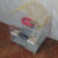 مرغ عشق با قفس|پرنده|لیکک, |دیوار