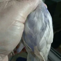 طوطی برزیلی (از پدر ومادر وارداتی)|پرنده|تهران, مجیدآباد|دیوار