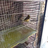 قنار نر وماده