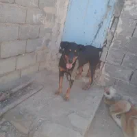 دوبرمن سحرایی