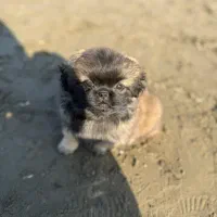 سگ پشمالو کوچولو نازنازی