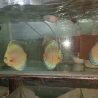 دیسکس میکس زبرا انجل کالر