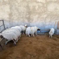 فروشی|حیوانات مزرعه|بدره, |دیوار